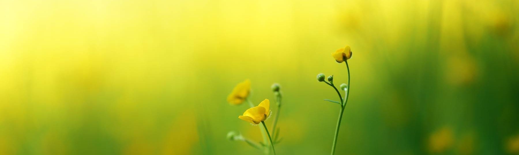 Yellow Flower.jpg